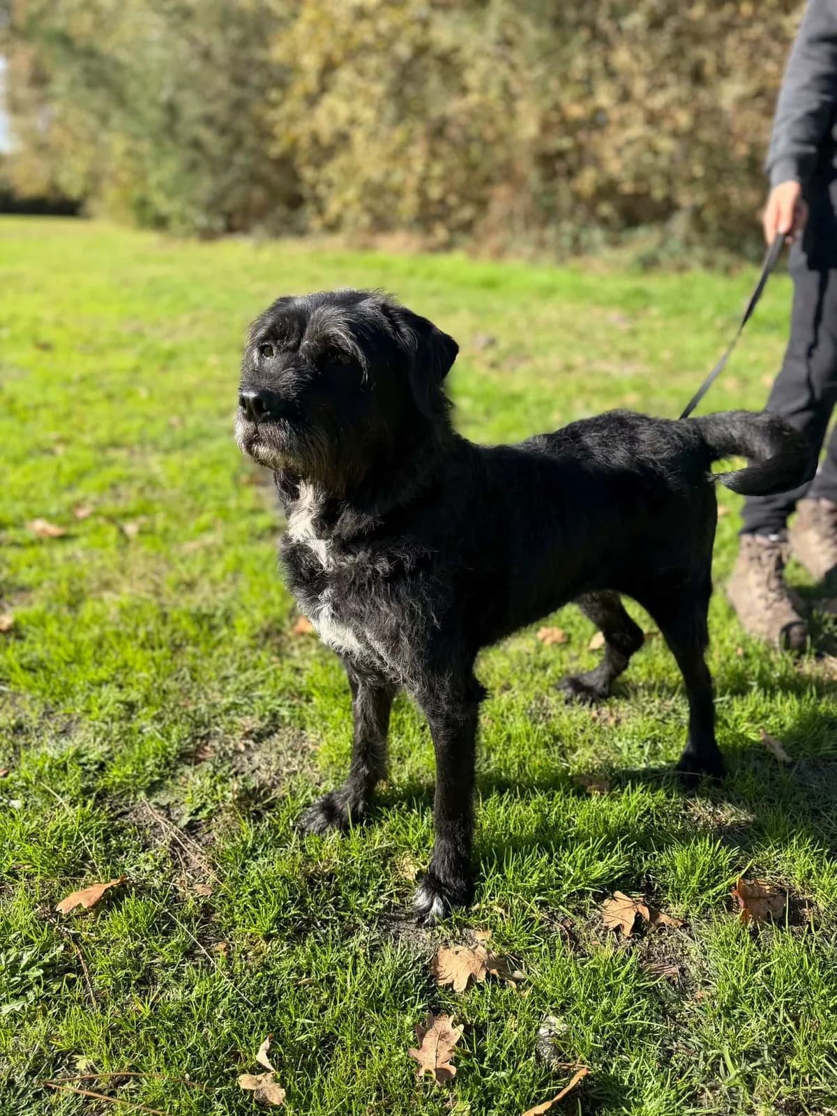 Angie, female 7yo mixed breed for adoption at SPA de Bordeaux et du Sud-Ouest, Bordeaux