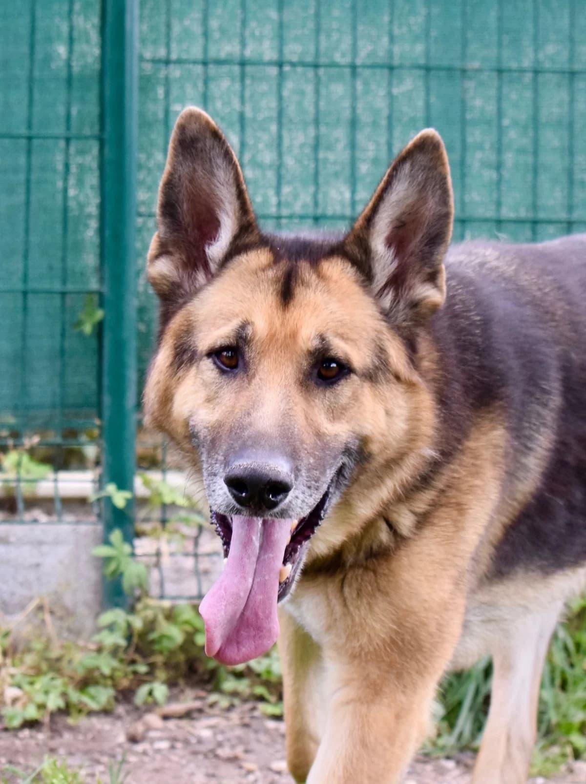 Fidel, female Mixed Breed for adoption at SPA de Bordeaux et du Sud-Ouest (SPA 33)