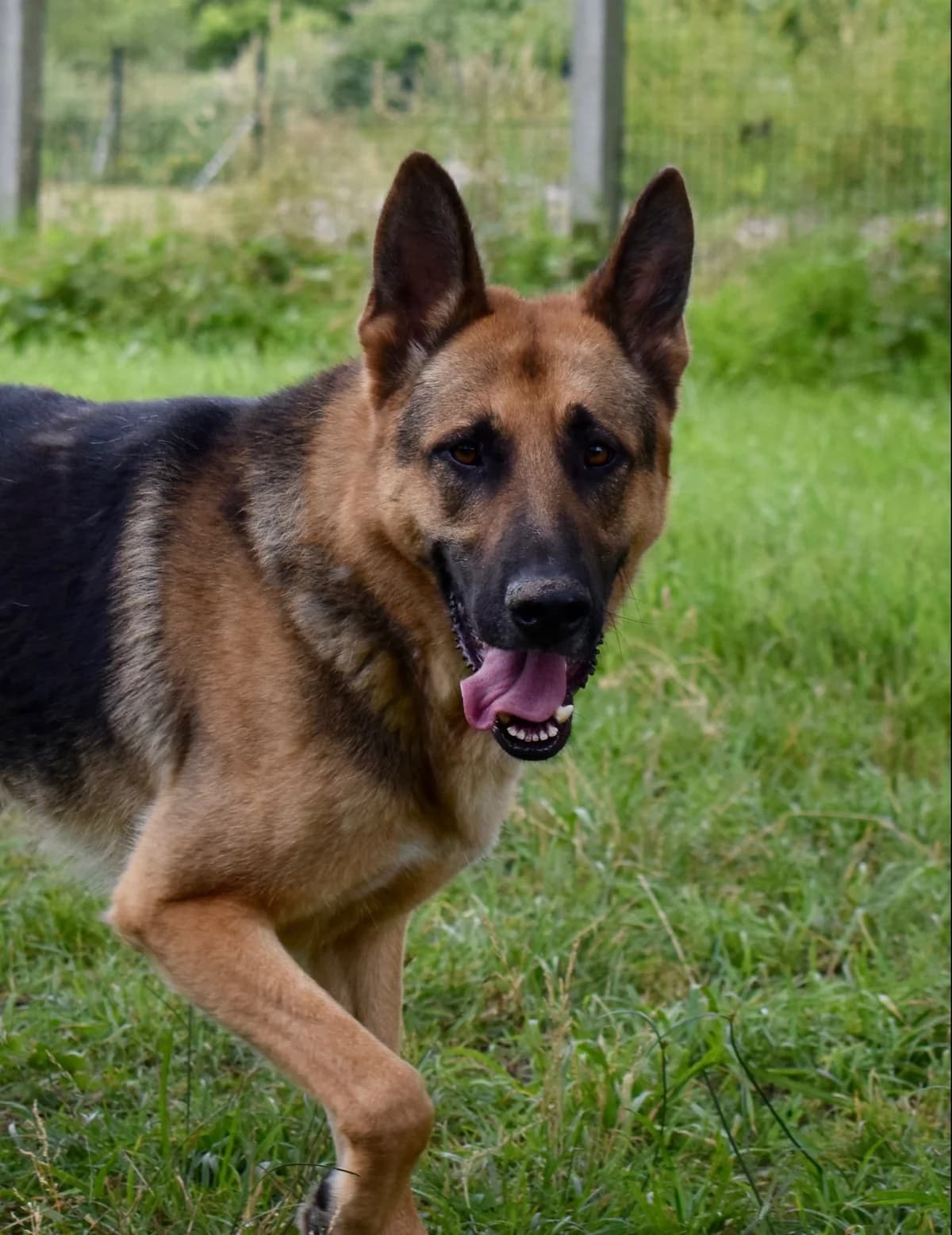 Texas, male 3yo Mixed Breed for adoption at SPA de Bordeaux et du Sud-Ouest, Bordeaux