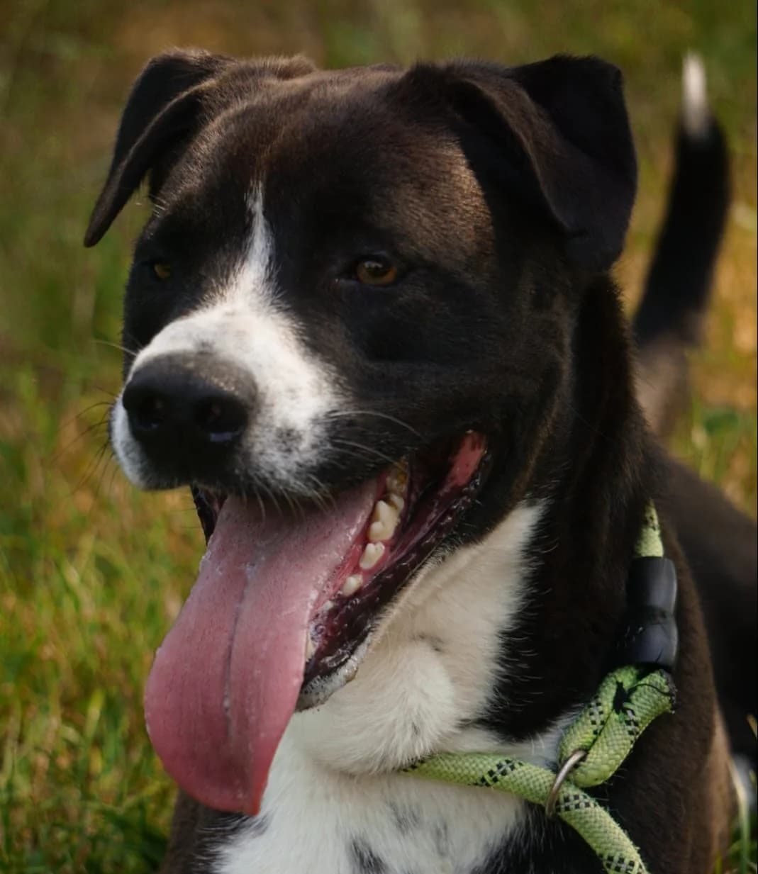 Pumbaa, male 3yo Mixed Breed for adoption at SPA de Bordeaux et du Sud-Ouest, Bordeaux