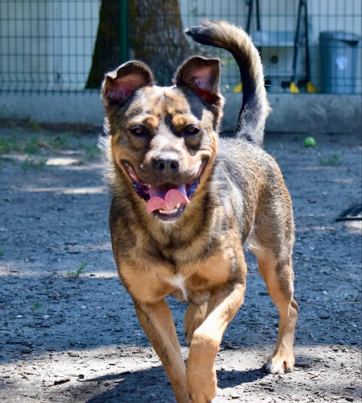 Athéna, female 3yo Mixed Breed for adoption at SPA de Bordeaux et du Sud-Ouest, Bordeaux