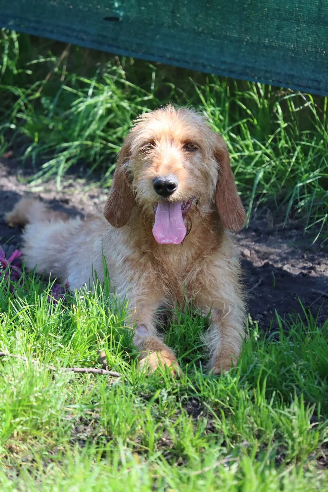 Volt, male young mixed breed for adoption at SPA de Bordeaux et du Sud-Ouest, Bordeaux