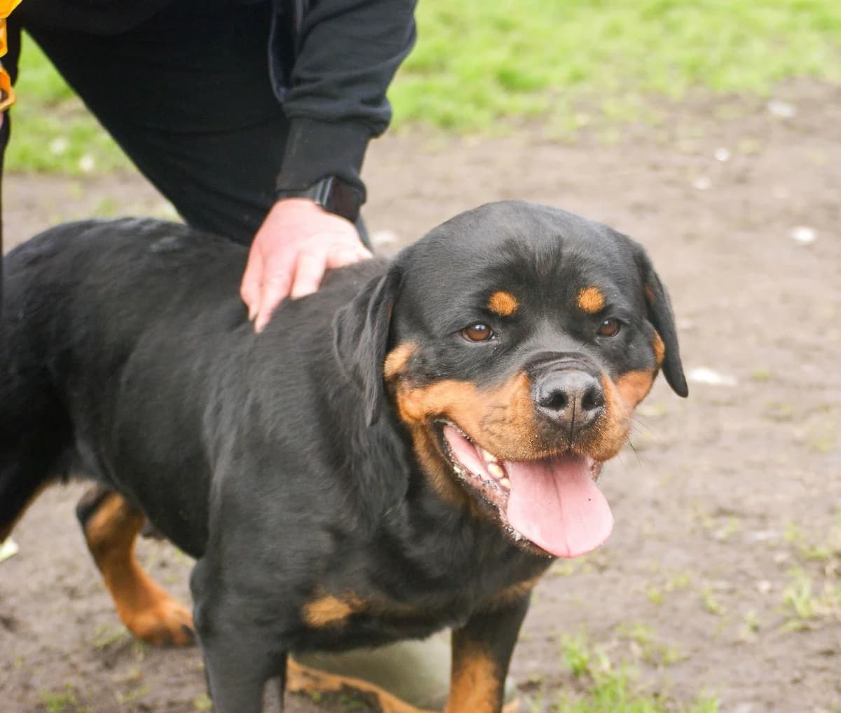 Shuri, female 5yo Rottweiler for adoption at SPA de Bordeaux et du Sud-Ouest, Bordeaux