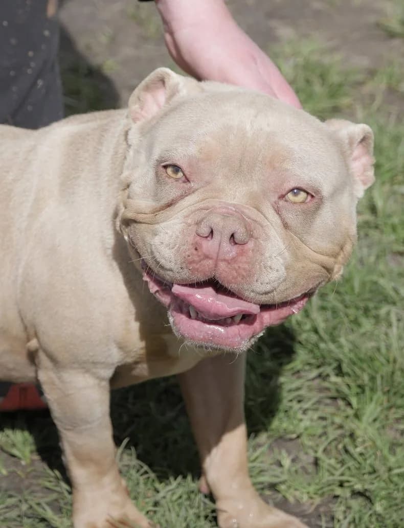 Lsy, female American Bully for adoption at SPA de Bordeaux et du Sud-Ouest (SPA 33)