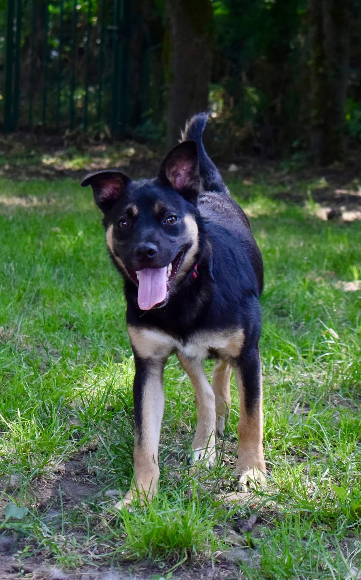 Bambi, male 5yo Mixed Breed for adoption at SPA de Bordeaux et du Sud-Ouest, Bordeaux