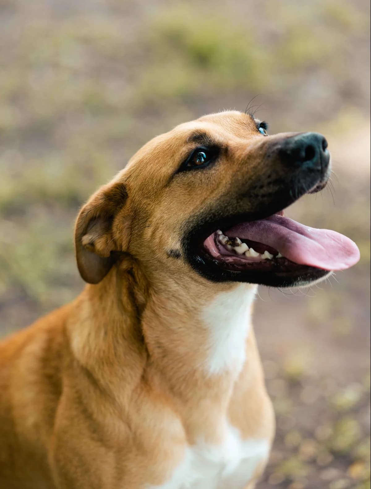 Padma, female young mixed breed for adoption at SPA de Bordeaux et du Sud-Ouest, Bordeaux