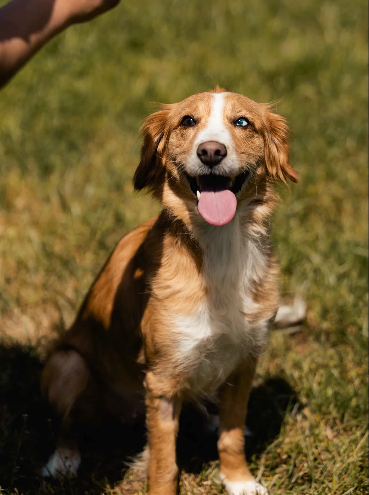 Raven, female 6yo Husky for adoption at SPA de Bordeaux et du Sud-Ouest, Bordeaux
