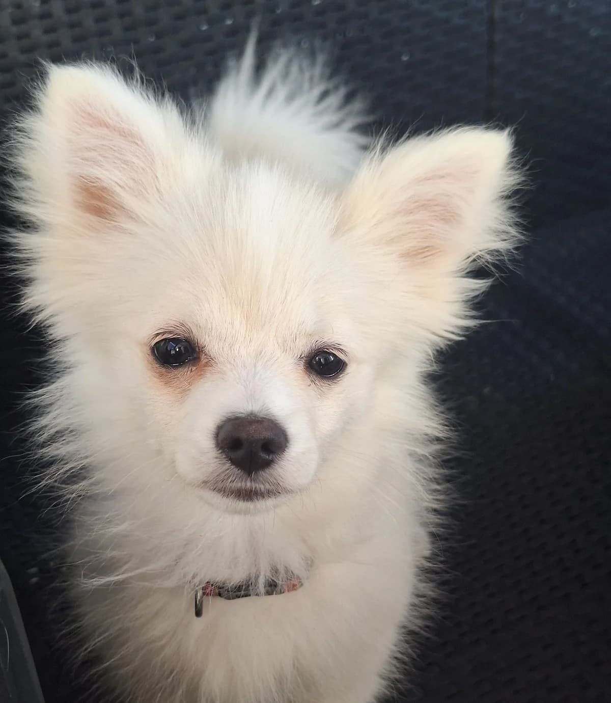 Bibou, male puppy mixed breed for adoption at SPA de Bordeaux et du Sud-Ouest, Bordeaux