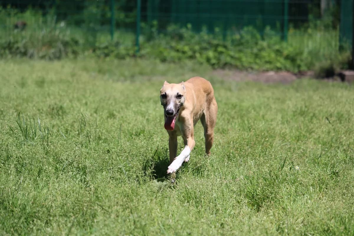 Anya, Whippet for adoption at SPA de Bordeaux et du Sud-Ouest (SPA 33)
