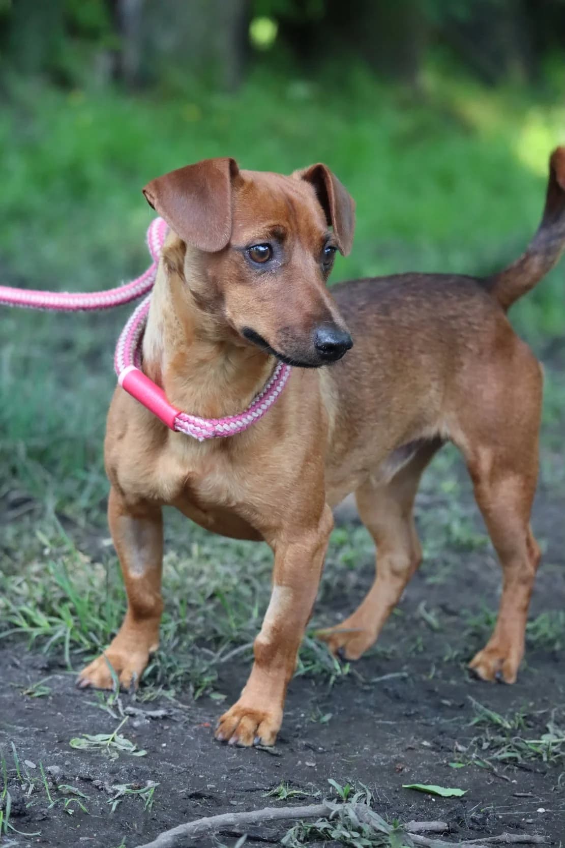 Xavier, Dachshund for adoption at SPA de Bordeaux et du Sud-Ouest (SPA 33)