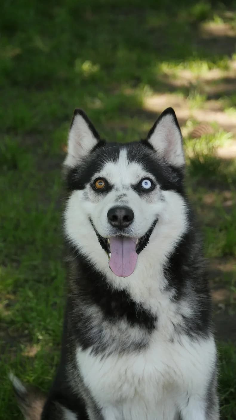 Akira dit Loo, male Husky for adoption at SPA de Bordeaux et du Sud-Ouest (SPA 33)