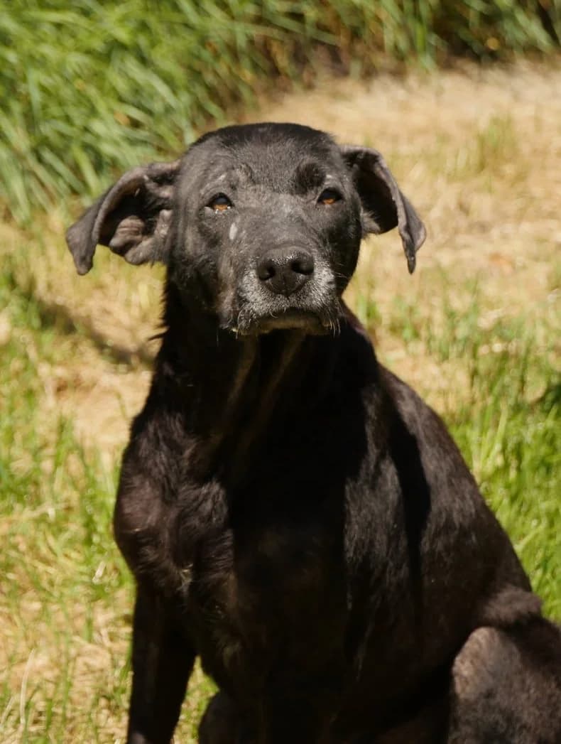 France, female 7yo mixed breed for adoption at SPA de Bordeaux et du Sud-Ouest, Bordeaux