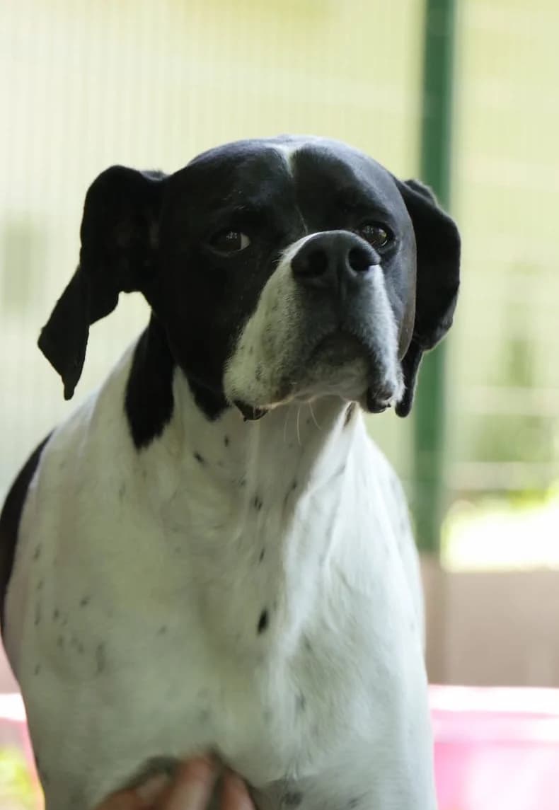 Léa, senior Pointer for adoption at SPA de Bordeaux et du Sud-Ouest (SPA 33)