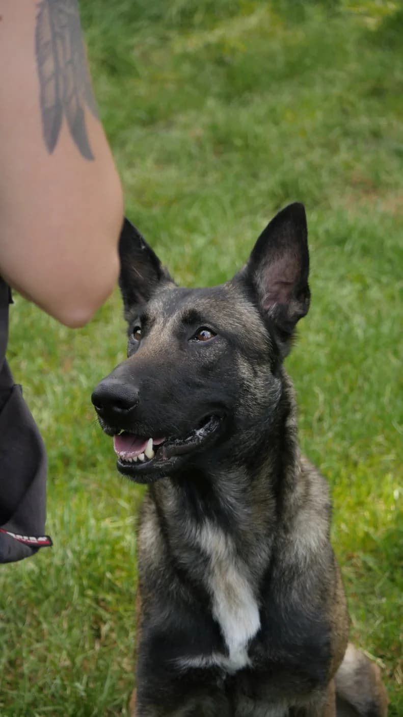 Simba, young Belgian Malinois for adoption at SPA de Bordeaux et du Sud-Ouest (SPA 33)
