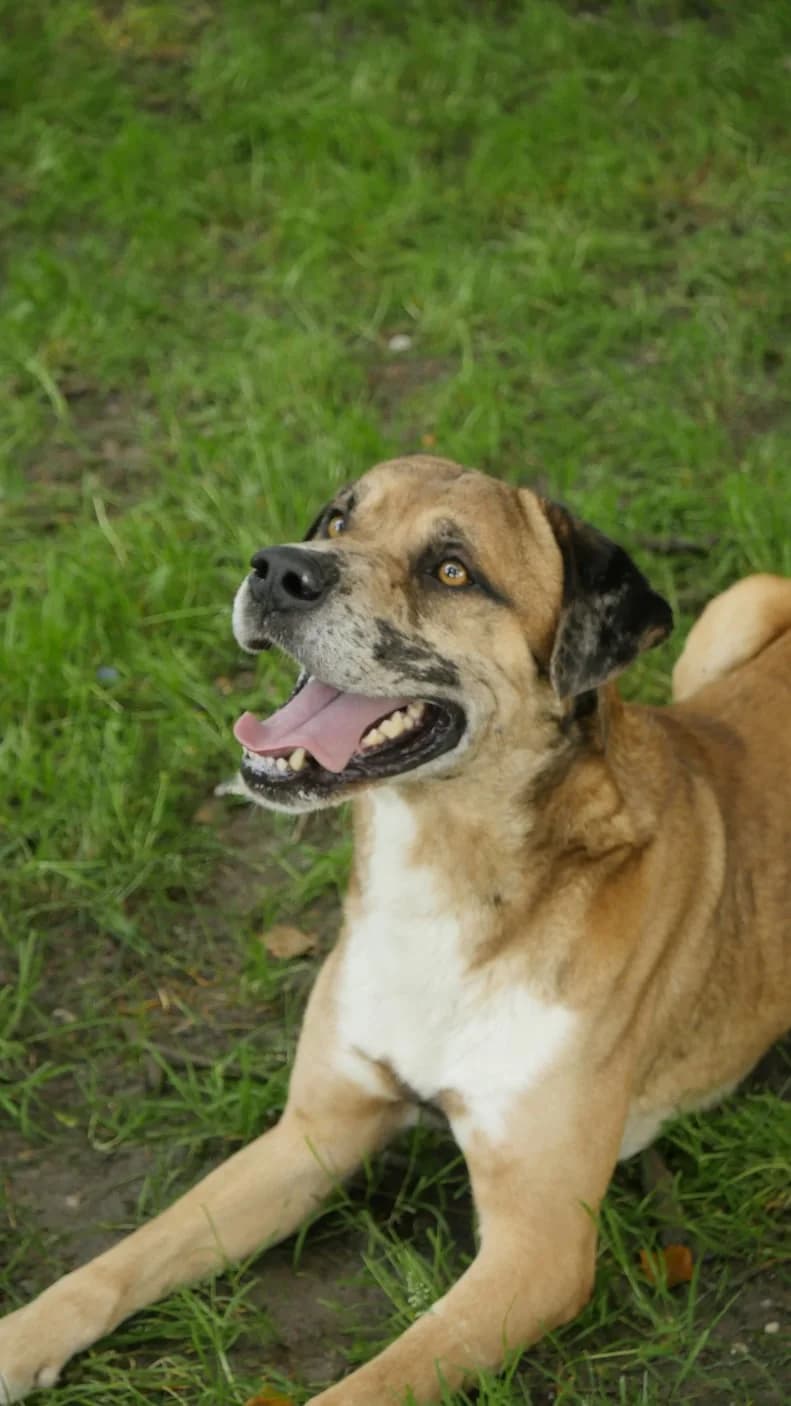 Groot, male 5yo mixed breed for adoption at SPA de Bordeaux et du Sud-Ouest, Bordeaux