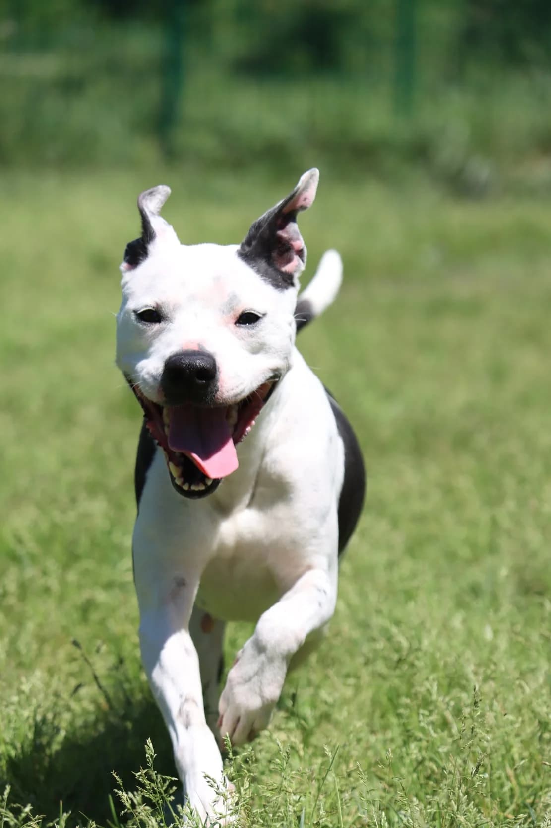 Fiction, 4yo Staffordshire Bull Terrier for adoption at SPA de Bordeaux et du Sud-Ouest (SPA 33)