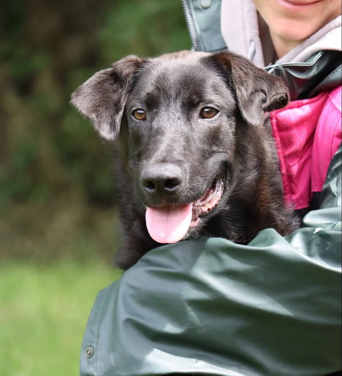 Zorro, male young mixed breed for adoption at SPA de Bordeaux et du Sud-Ouest, Bordeaux