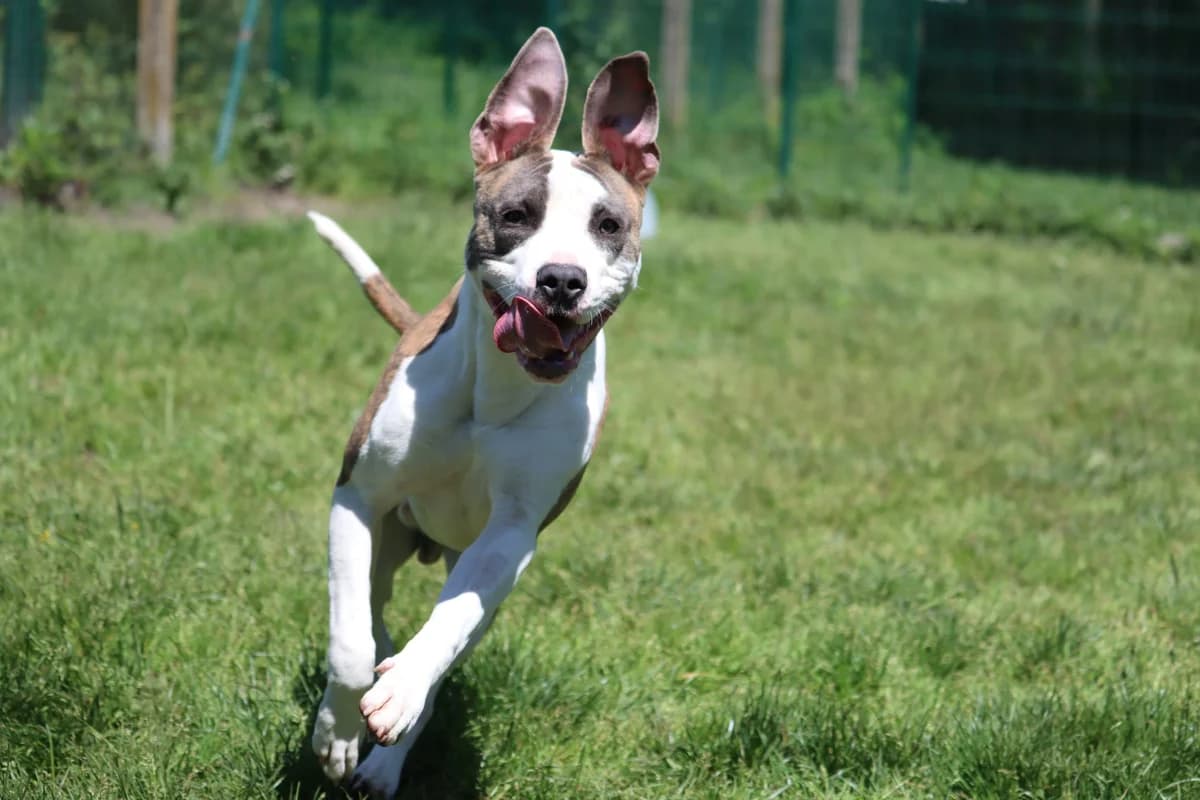 Voyou, male young mixed breed for adoption at SPA de Bordeaux et du Sud-Ouest, Bordeaux