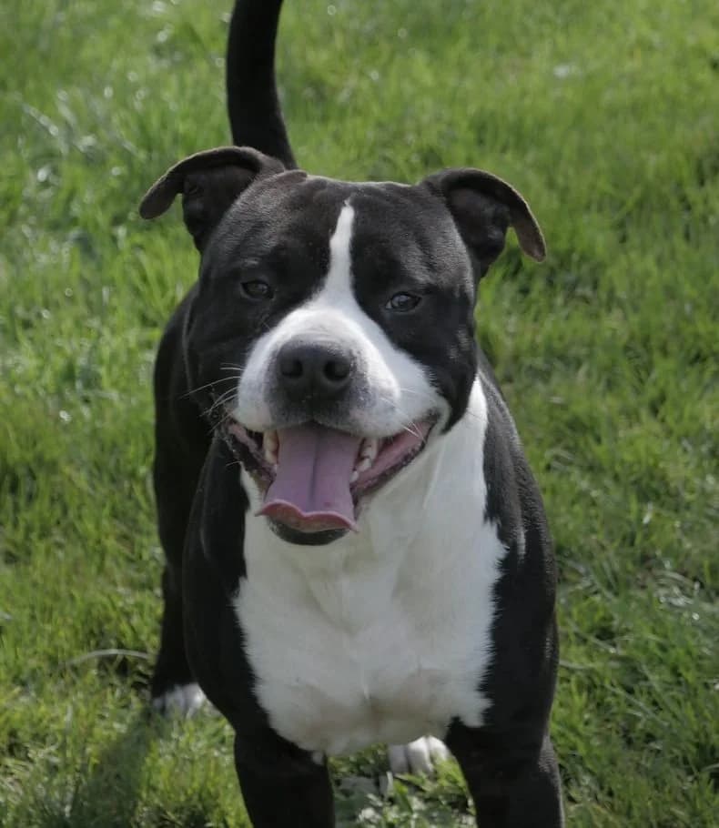Vasco, senior Staffordshire Bull Terrier for adoption at SPA de Bordeaux et du Sud-Ouest (SPA 33)