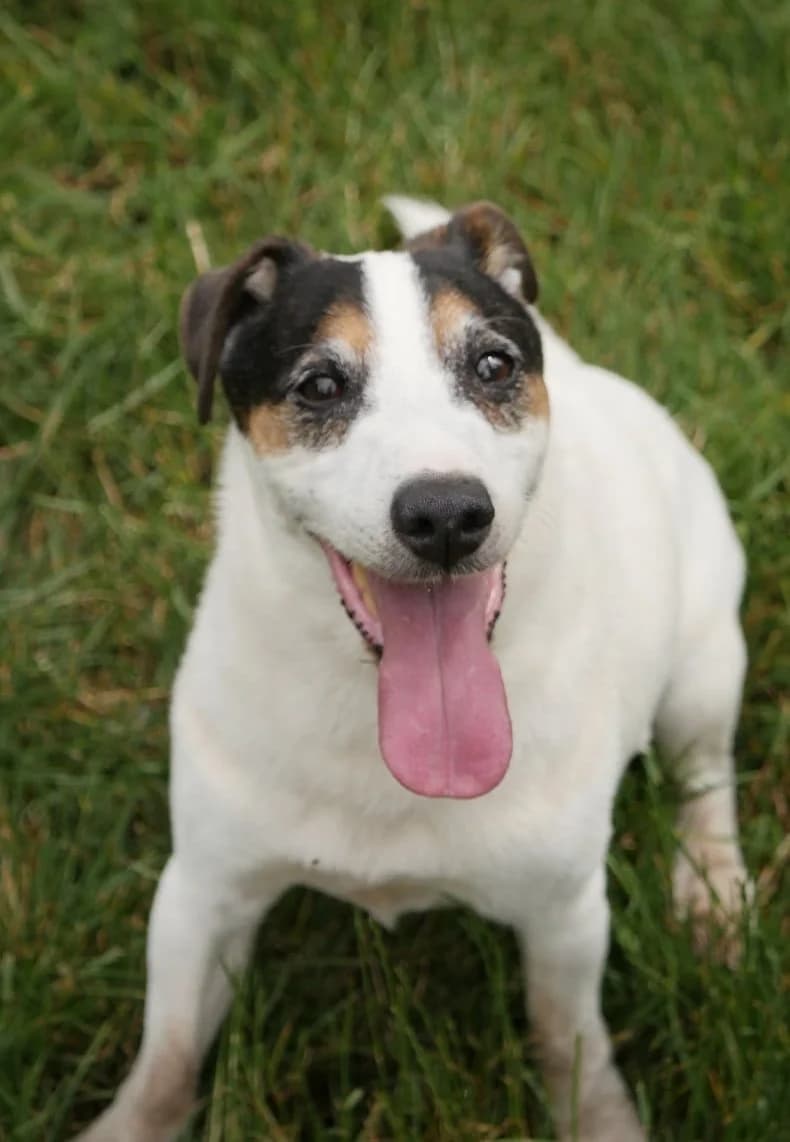 Robben, senior Jack Russell Terrier for adoption at SPA de Bordeaux et du Sud-Ouest (SPA 33)