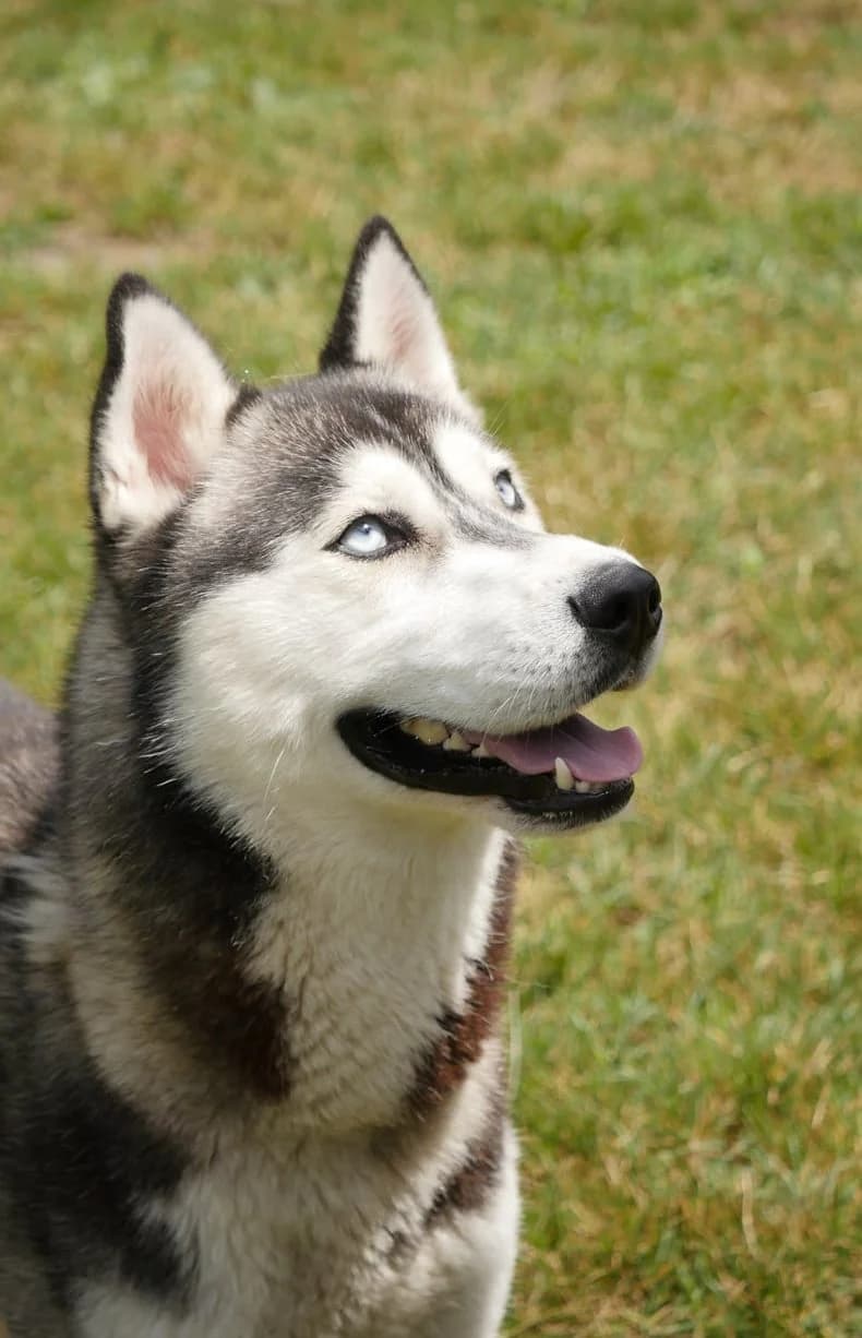 Lari, Husky for adoption at SPA de Bordeaux et du Sud-Ouest (SPA 33)