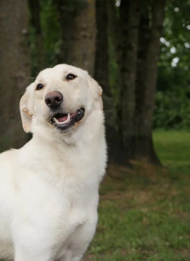 Olive, puppy Labrador Retriever for adoption at SPA de Bordeaux et du Sud-Ouest (SPA 33)