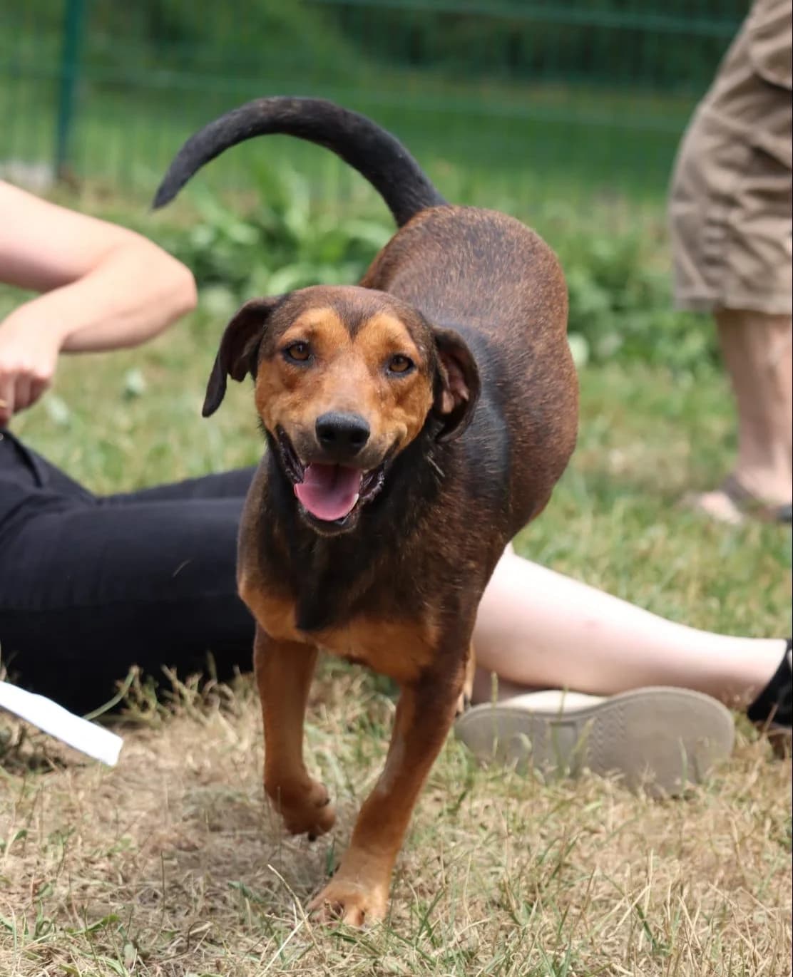 Crash, male young mixed breed for adoption at SPA de Bordeaux et du Sud-Ouest, Bordeaux
