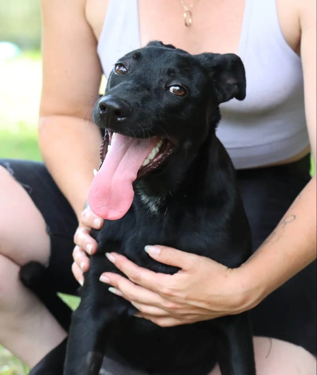 Ellie, mixed breed for adoption at SPA de Bordeaux et du Sud-Ouest (SPA 33)