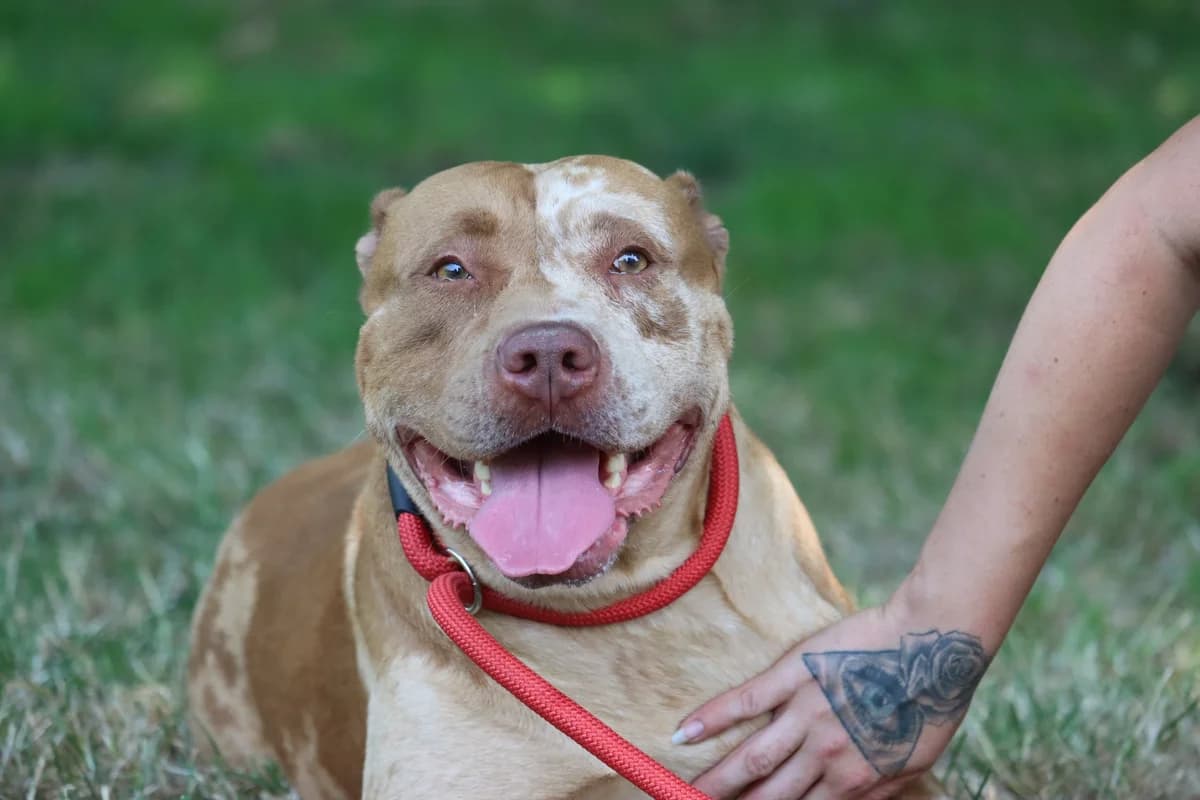 Miel, senior mixed breed for adoption at SPA de Bordeaux et du Sud-Ouest (SPA 33)