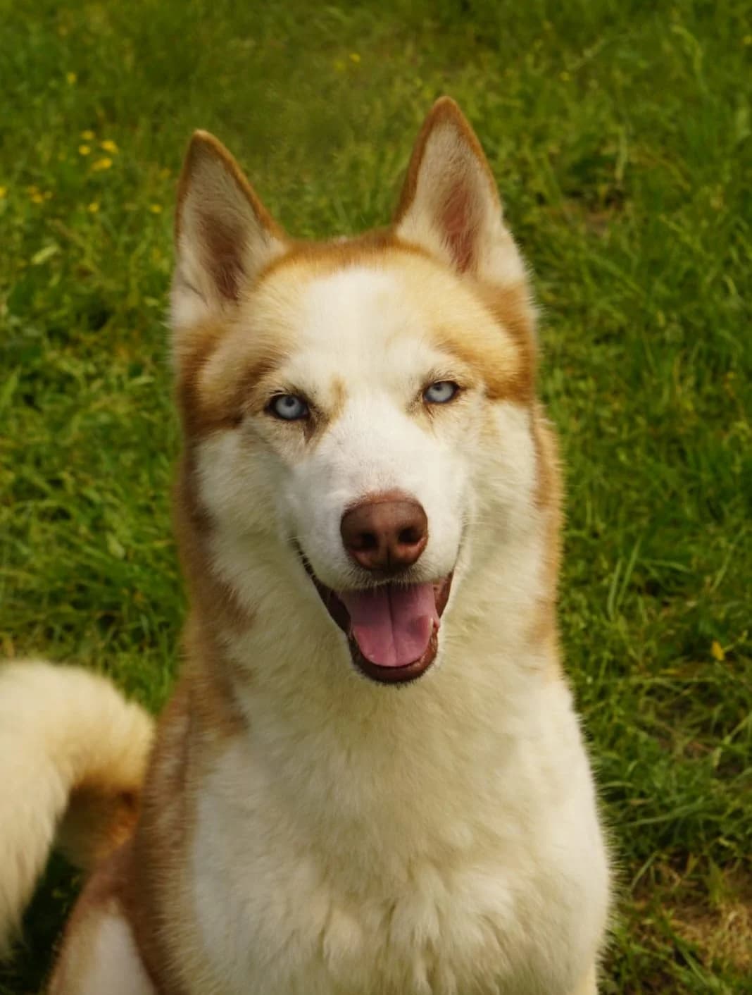 Hachi, male 5yo Husky for adoption at SPA de Bordeaux et du Sud-Ouest, Bordeaux