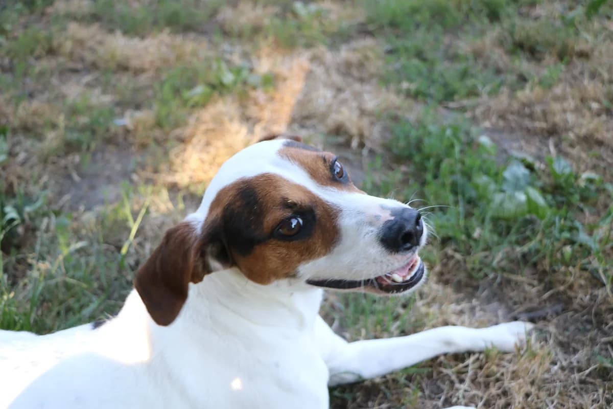 Titou, male 4yo Jack Russell Terrier for adoption at SPA de Bordeaux et du Sud-Ouest, Bordeaux