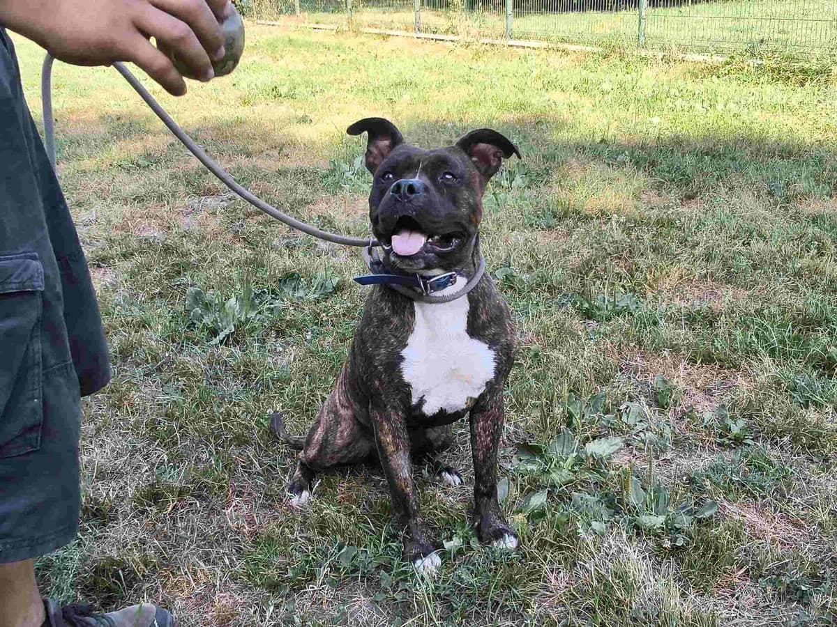 Stan dit Shenron, male 5yo mixed breed for adoption at SPA de Bordeaux et du Sud-Ouest, Bordeaux