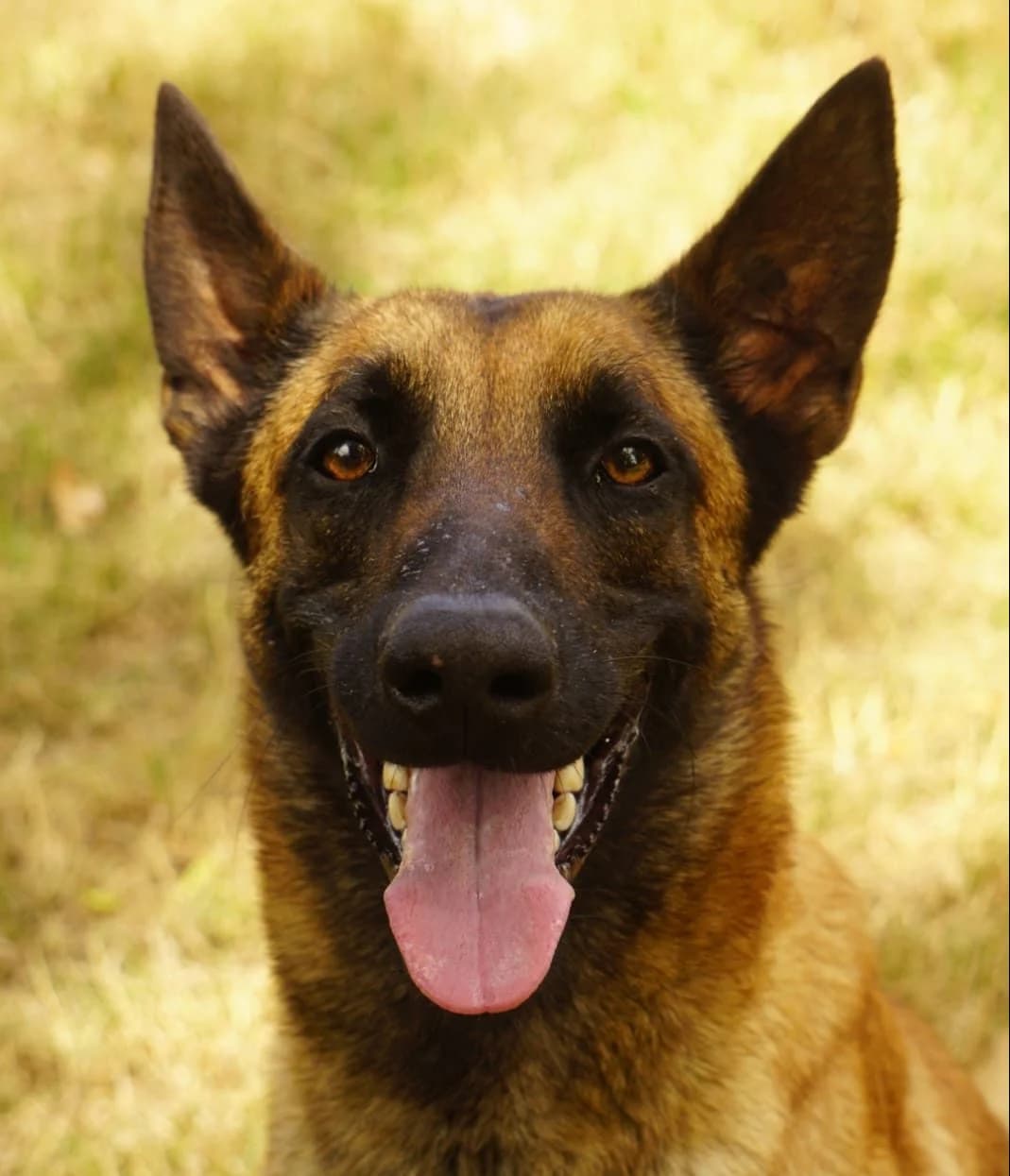 Walter, male 3yo Belgian Malinois for adoption at SPA de Bordeaux et du Sud-Ouest, Bordeaux