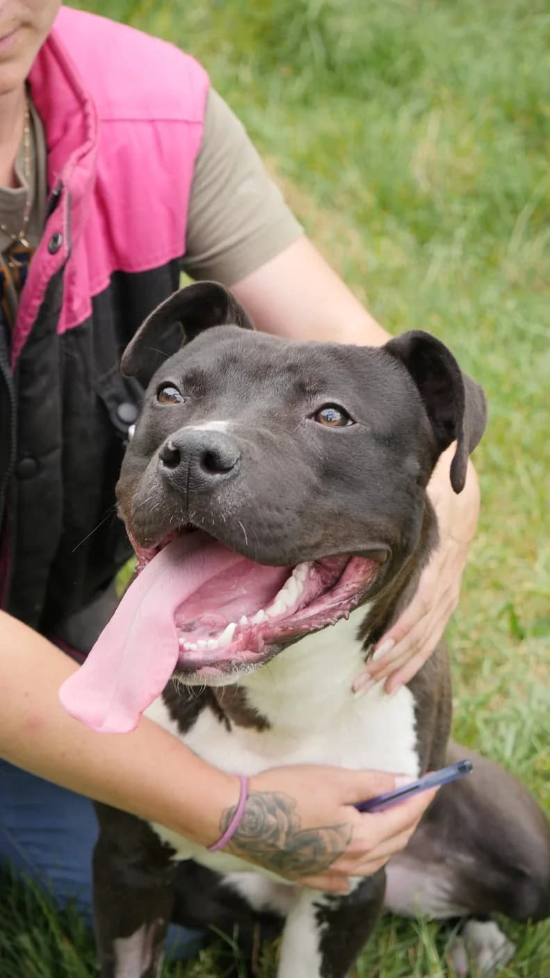 Bandy, male young mixed breed for adoption at SPA de Bordeaux et du Sud-Ouest, Bordeaux