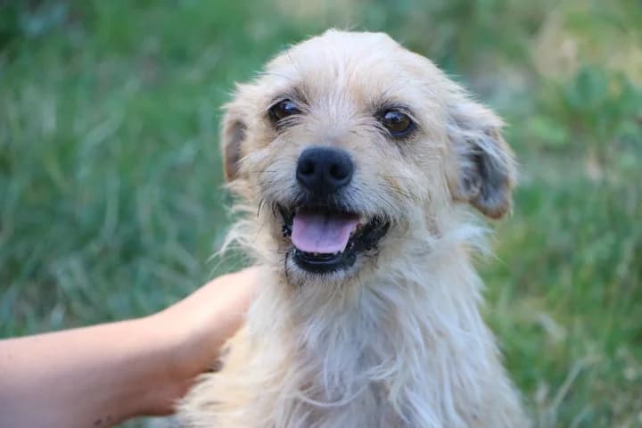 Cheyenne, female 4yo mixed breed for adoption at SPA de Bordeaux et du Sud-Ouest, Bordeaux