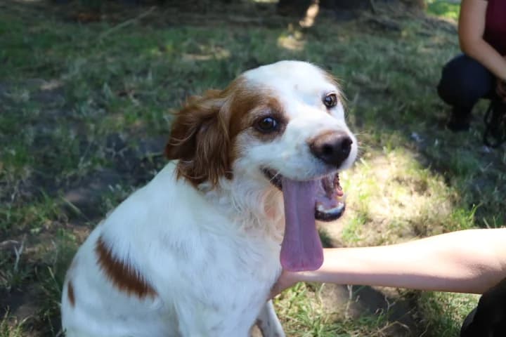 Sioux, male senior mixed breed for adoption at SPA de Bordeaux et du Sud-Ouest, Bordeaux