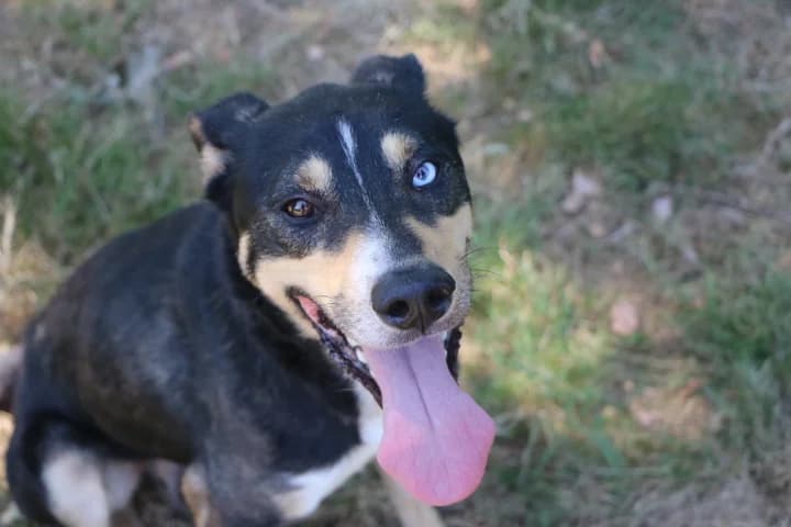 Apache, male 3yo mixed breed for adoption at SPA de Bordeaux et du Sud-Ouest, Bordeaux
