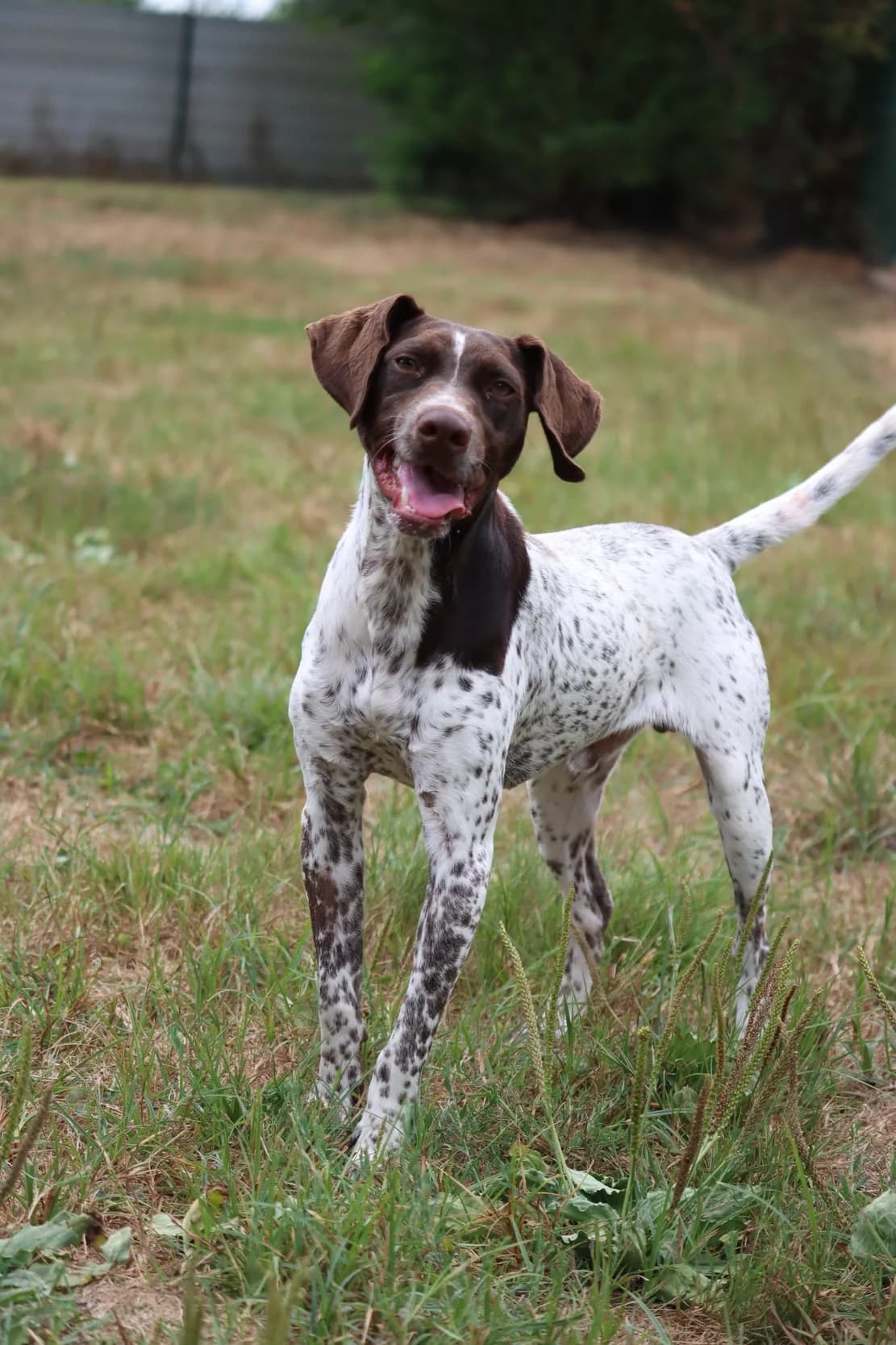 Gaston, Pointer for adoption at SPA de Bordeaux et du Sud-Ouest (SPA 33)