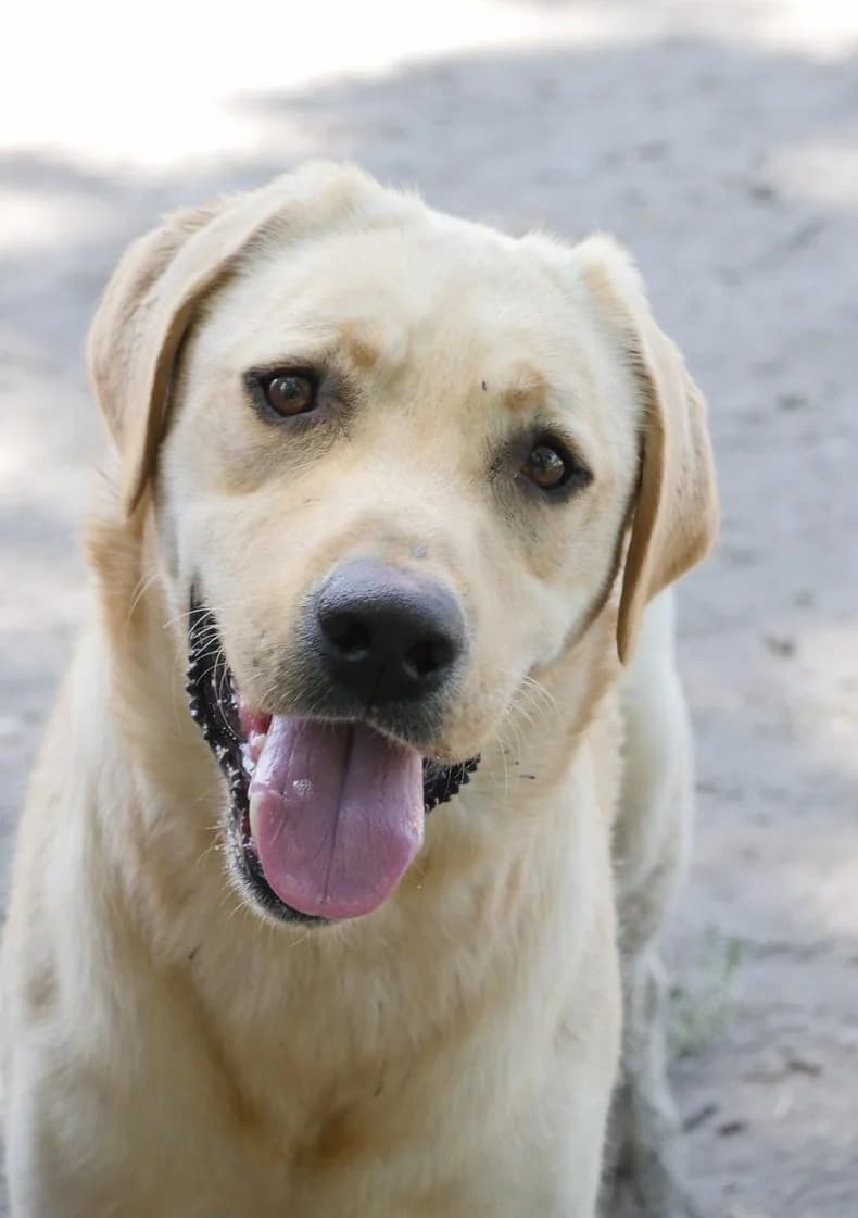 Uno, male 3yo Labrador Retriever for adoption at SPA de Bordeaux et du Sud-Ouest, Bordeaux