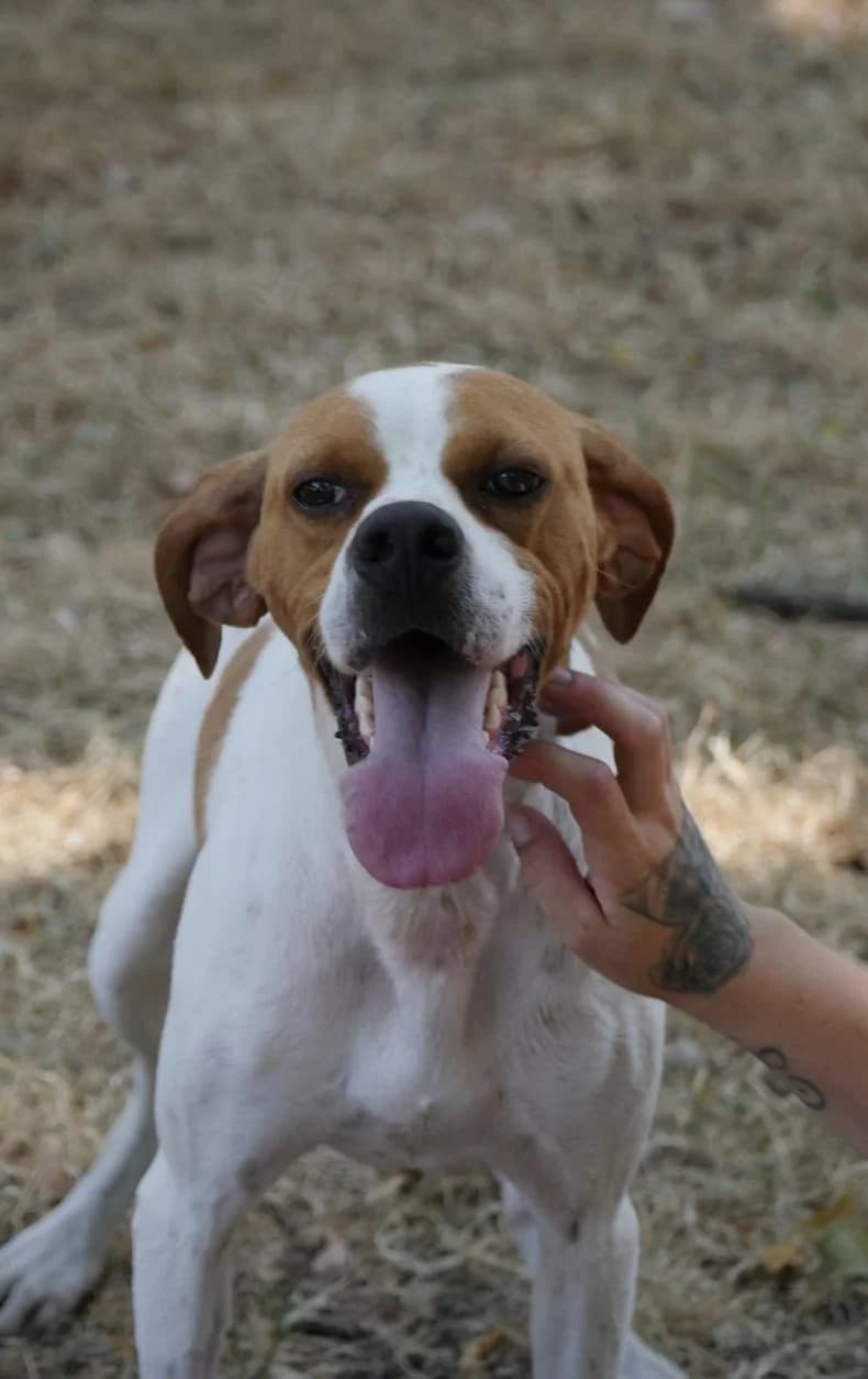 Thunder, Pointer for adoption at SPA de Bordeaux et du Sud-Ouest (SPA 33)