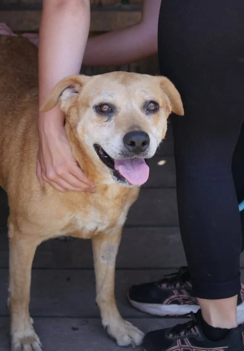 Nala, female 7yo Labrador Retriever for adoption at SPA de Bordeaux et du Sud-Ouest, Bordeaux