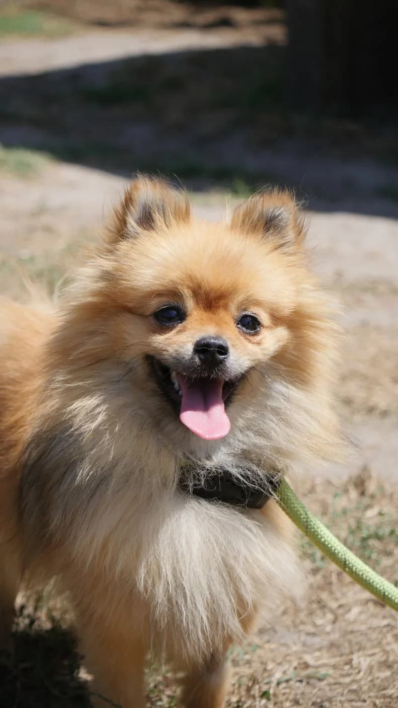 Alma, mixed breed for adoption at SPA de Bordeaux et du Sud-Ouest (SPA 33)