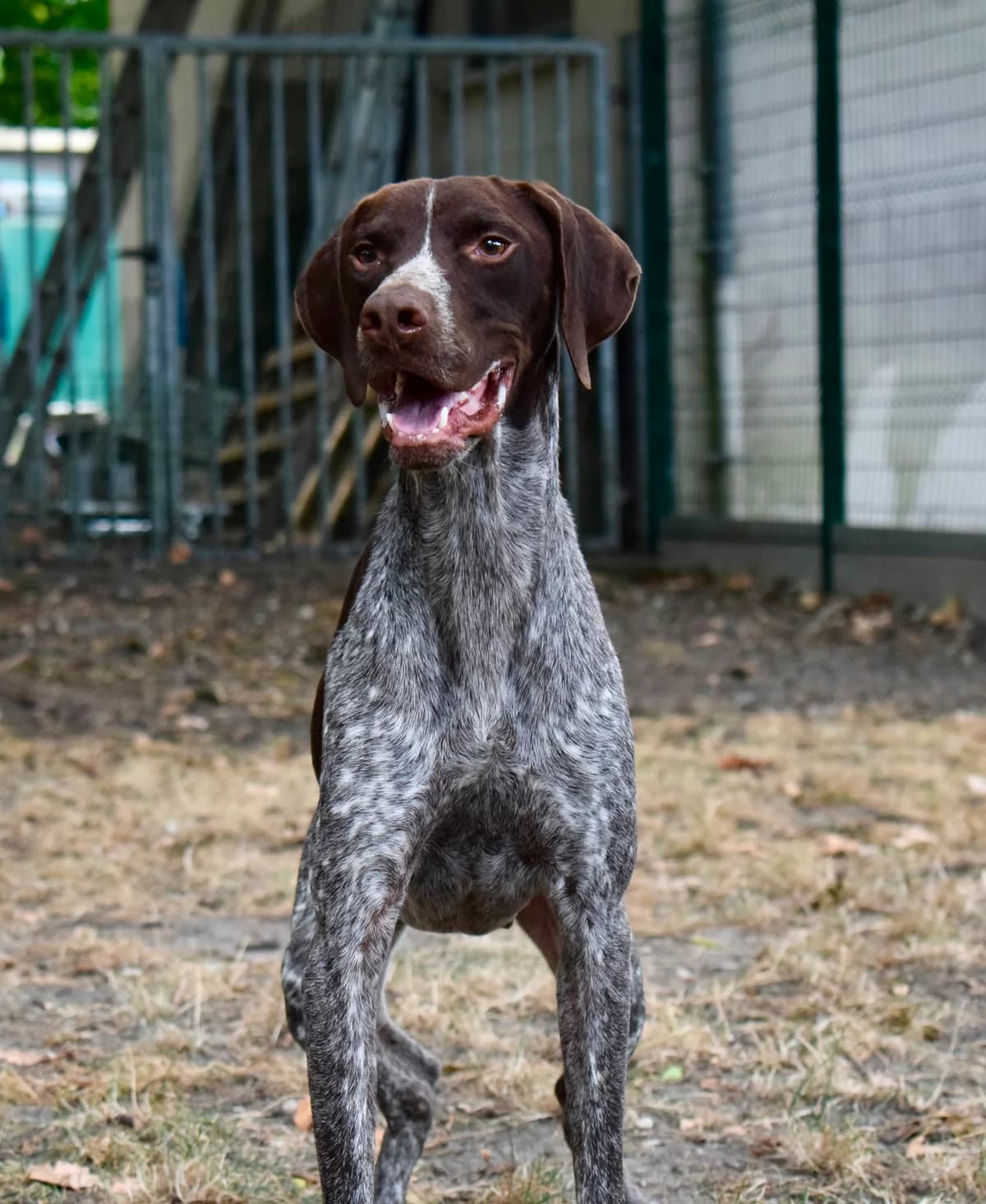 Urio, Pointer for adoption at SPA de Bordeaux et du Sud-Ouest (SPA 33)