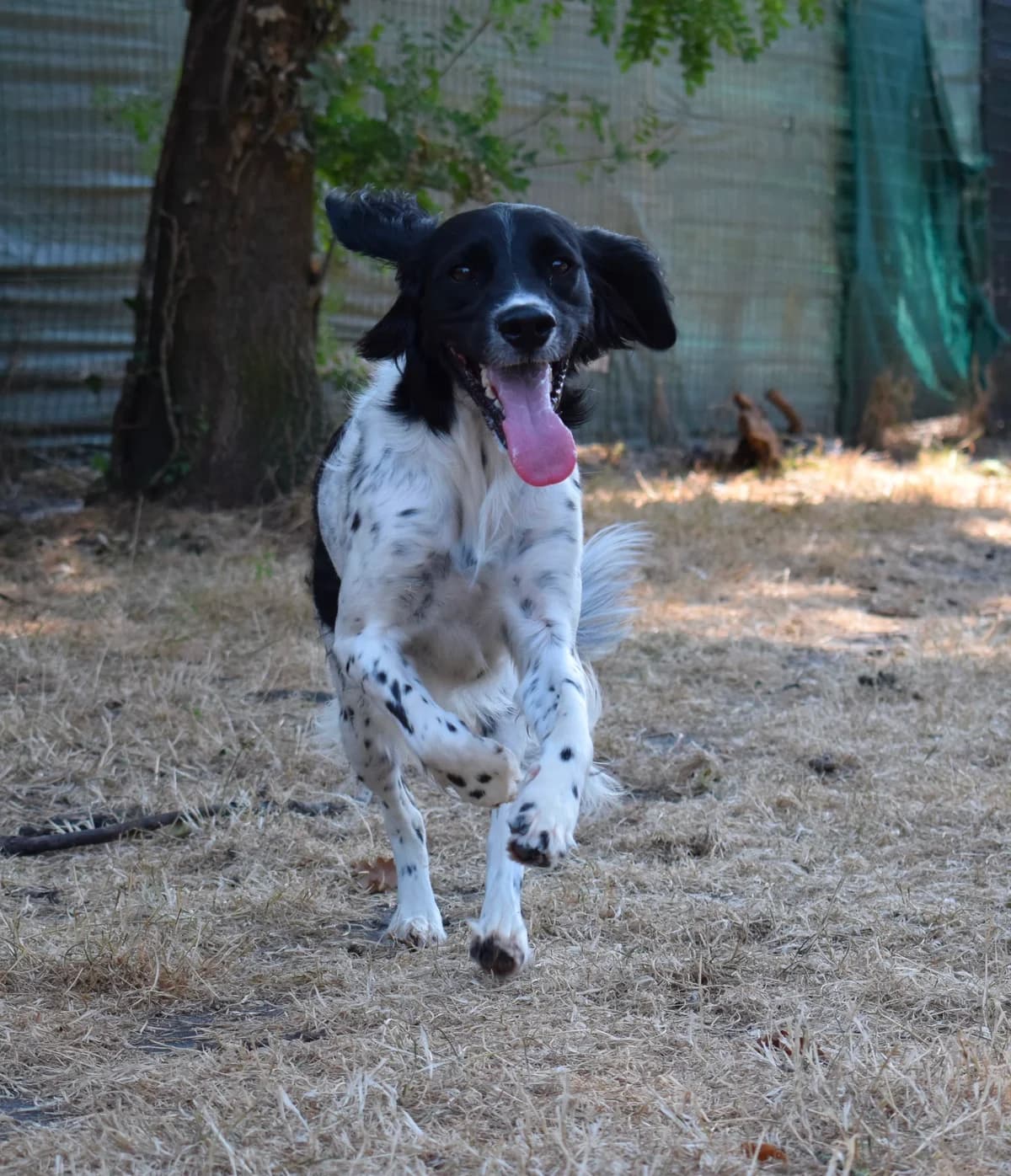 Franny, female young mixed breed for adoption at SPA de Bordeaux et du Sud-Ouest, Bordeaux