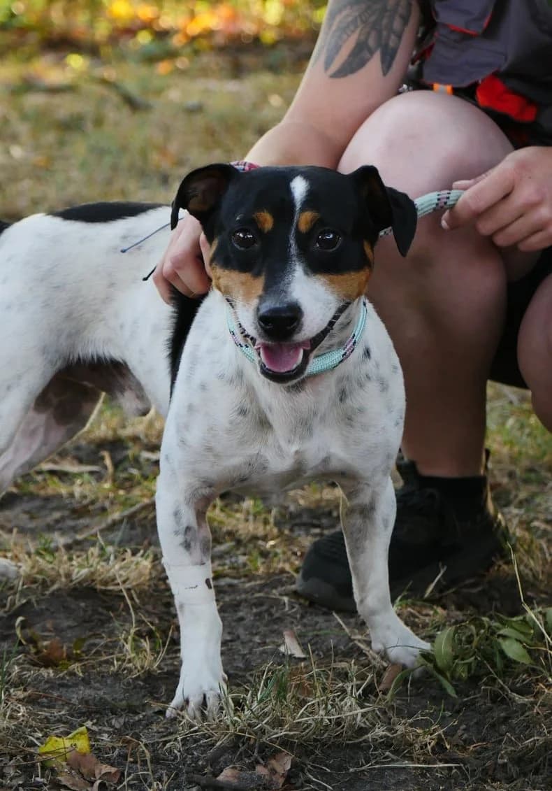 Rambo, male young Jack Russell Terrier for adoption at SPA de Bordeaux et du Sud-Ouest, Bordeaux