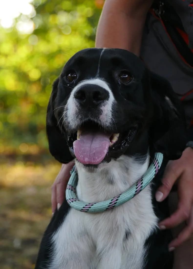 Hugo, male 3yo Pointer for adoption at SPA de Bordeaux et du Sud-Ouest, Bordeaux