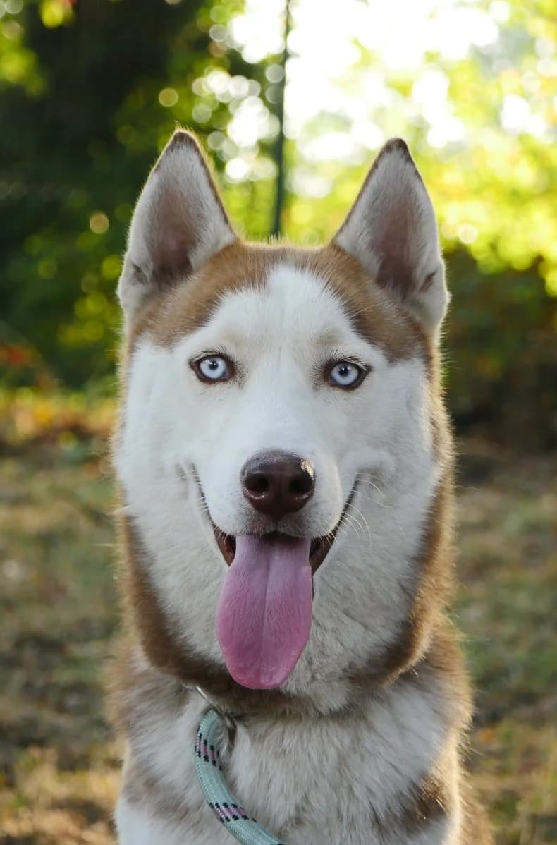 Thor, male young Husky for adoption at SPA de Bordeaux et du Sud-Ouest, Bordeaux