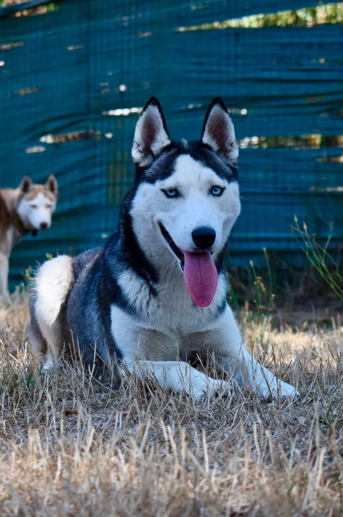 Maya, female young Husky for adoption at SPA de Bordeaux et du Sud-Ouest, Bordeaux