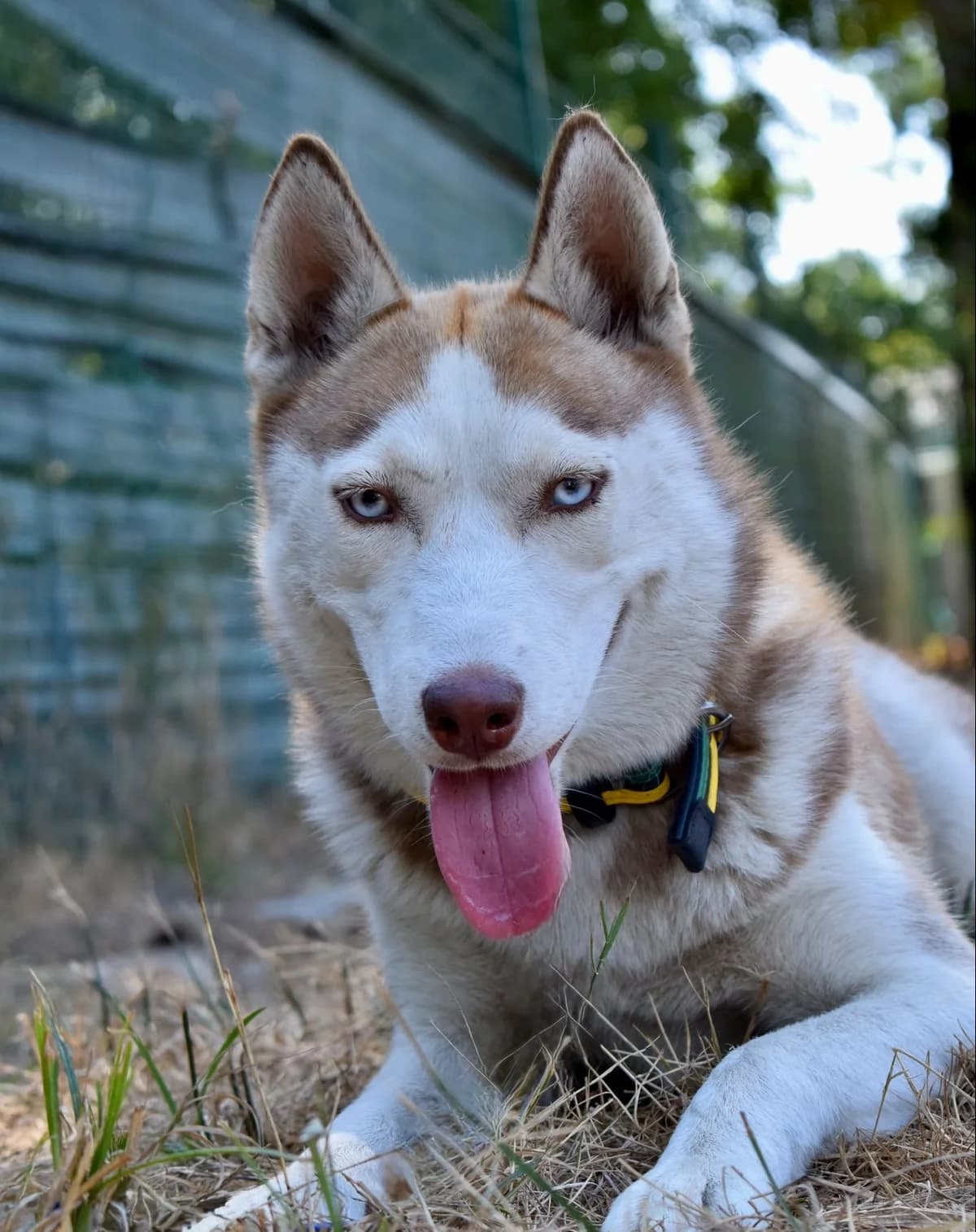 Naya, female young Husky for adoption at SPA de Bordeaux et du Sud-Ouest, Bordeaux