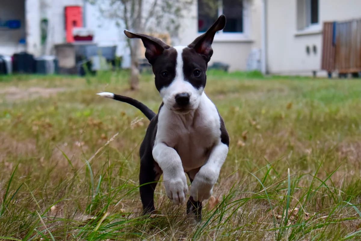 Ruben, puppy mixed breed for adoption at SPA de Bordeaux et du Sud-Ouest (SPA 33)